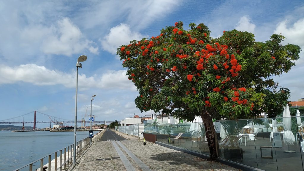 Eucalipto de flor vermelha – uma árvore rara para ver à beira-Tejo